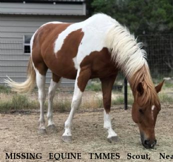 MISSING EQUINE TMMES Scout,  Near Helotes, TX, 78023